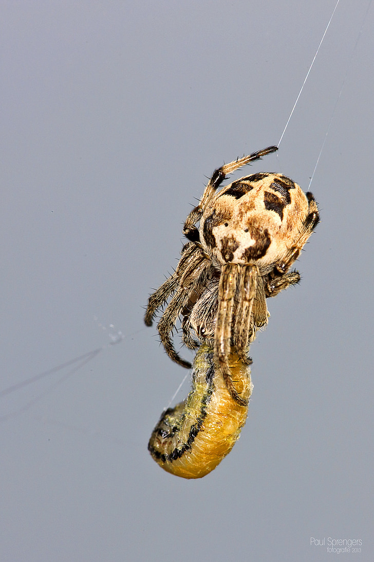 Градинският паяк, завъртане, Arachnida, бъг