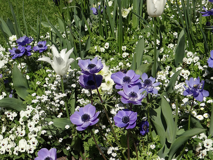 tulipanes, Isla de Mainau, Blanco, azul, amapola, primavera, naturaleza