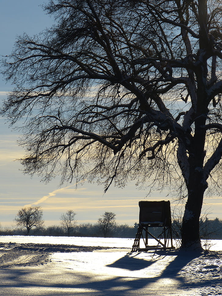 wintry, tree, away, evening, abendstimmung, snow landscape, winter mood