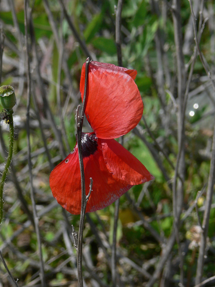Rosella, flor de rosella, vermell, natura, klatschmohn, flor, Rosella vermella