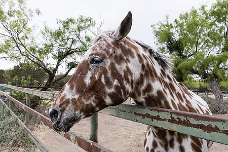 кон, ограда, ограда, ранчото, животните, Животновъдство, на открито
