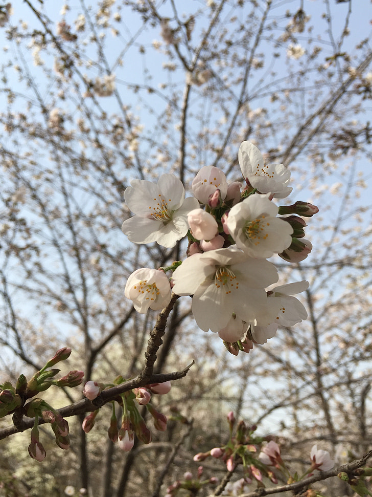 봄, 벚꽃, 핑크
