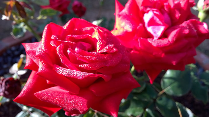 růže, červená růže, květ, květ, Příroda, Bloom
