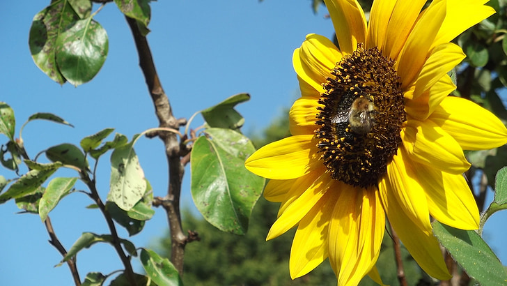 kvet, Bee, Príroda, med