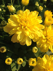 Chryzantema, Chryzantema Festiwal, kwiaty, Żółty kwiat