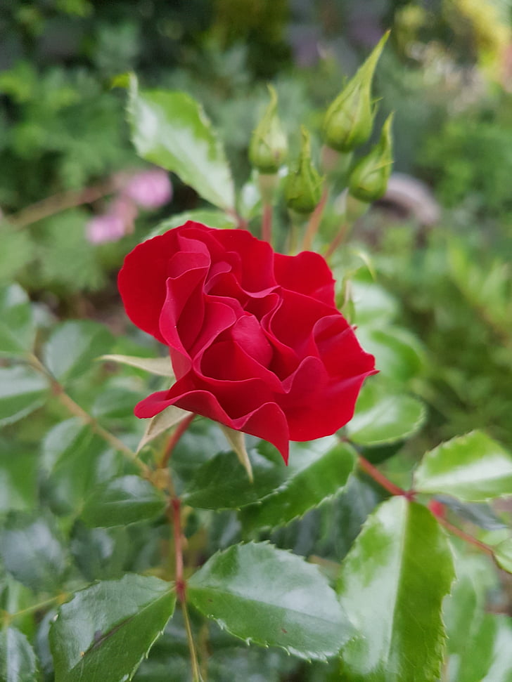 Rosa, rosa vermella, flors, Rosa - flor, vermell, natura, flor