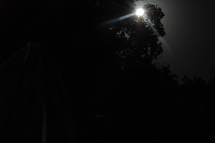 Luna, luz de la luna, la Luna por los árboles