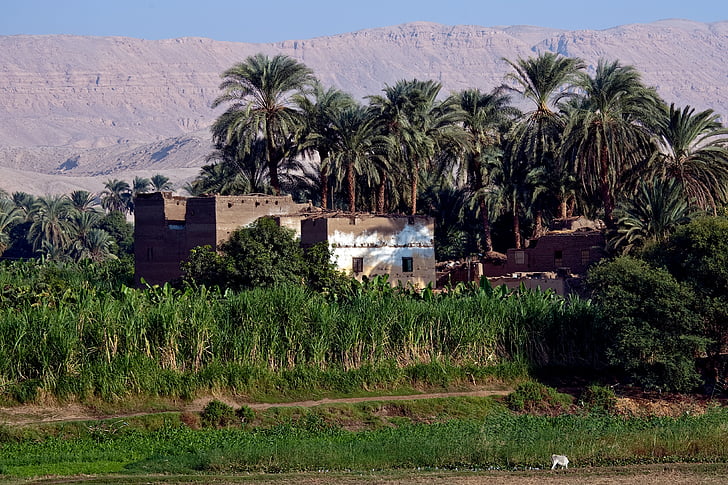 house, egypt, palm trees, crops, sand, dunes
