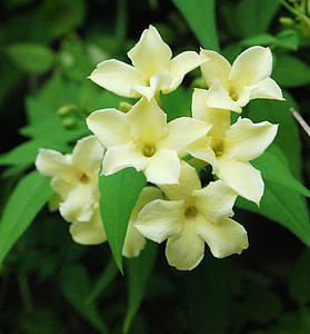 jasmine, fragrance, flower, yellow, blossom, garden, close-up