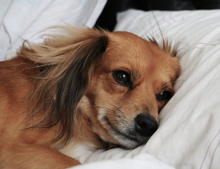 sad, dog, lying in bed, lying, thoughtful, look, bed