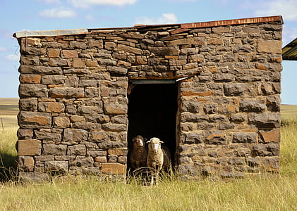 rakennus, lampaat, maaseudulla
