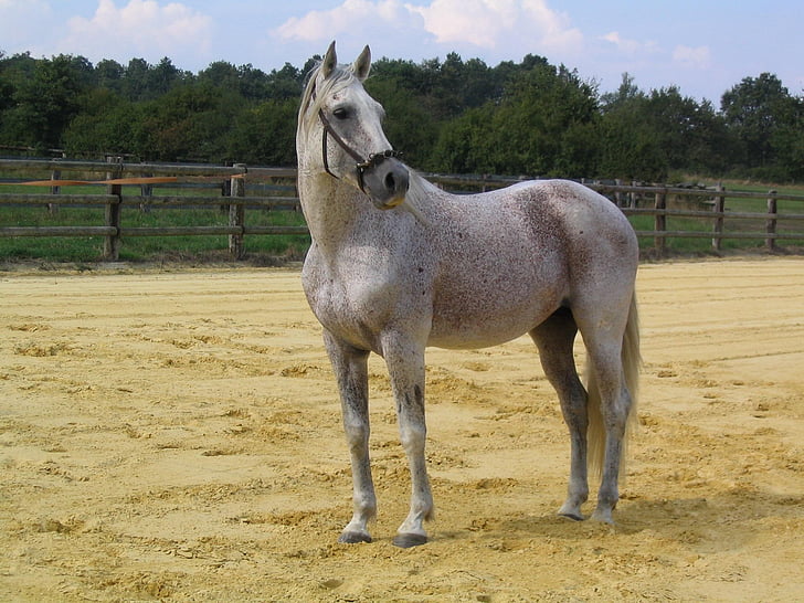 horse, animals, white, equine, horseback riding, white horse, animal