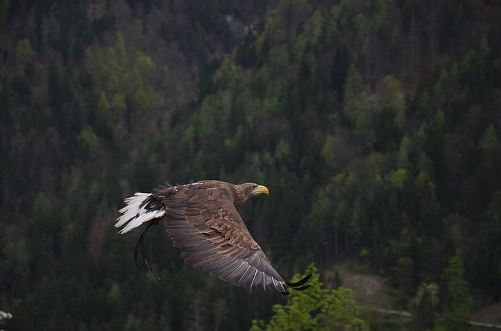 Adler, pájaro, Ave de rapiña, Raptor, animal, animal heráldico, bosque