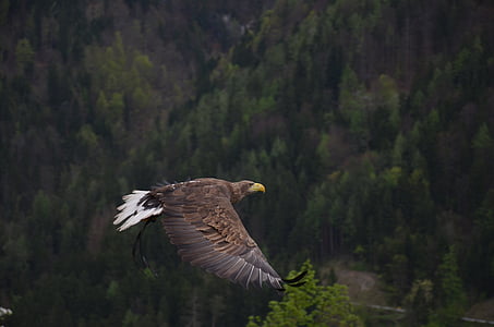 Adler, vták, dravých vtákov, Raptor, zviera, heraldické zviera, Forest
