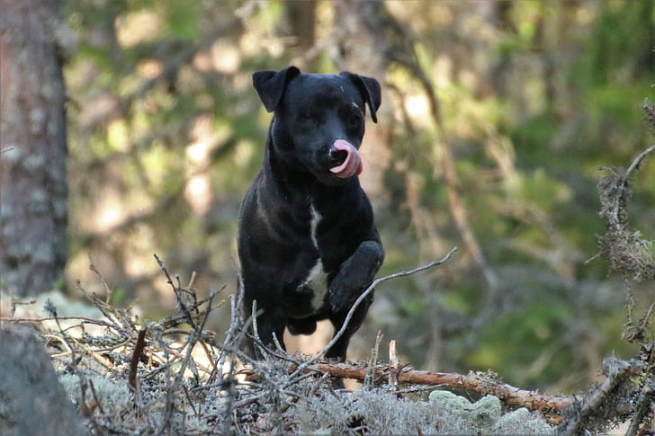 cão, Terrier, Patterdale terrier, animais, animal de estimação, preto, floresta