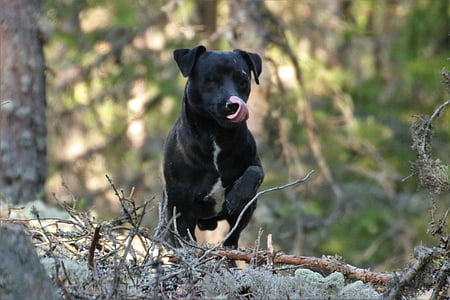 perro, Terrier, Patterdale terrier, animales, mascota, negro, bosque