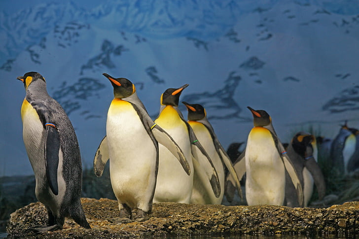 кралски пингвин, пингвин, човки, пингвин лента, птица, вода птица, Група