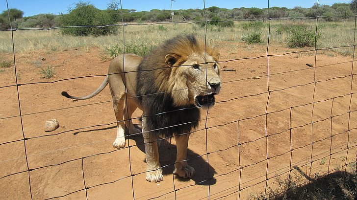 Namibia, León, Safari, animal salvaje, animal, África, gato