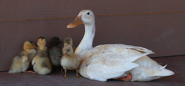 duck, chicks, bird, farm, animal, duckling, yellow