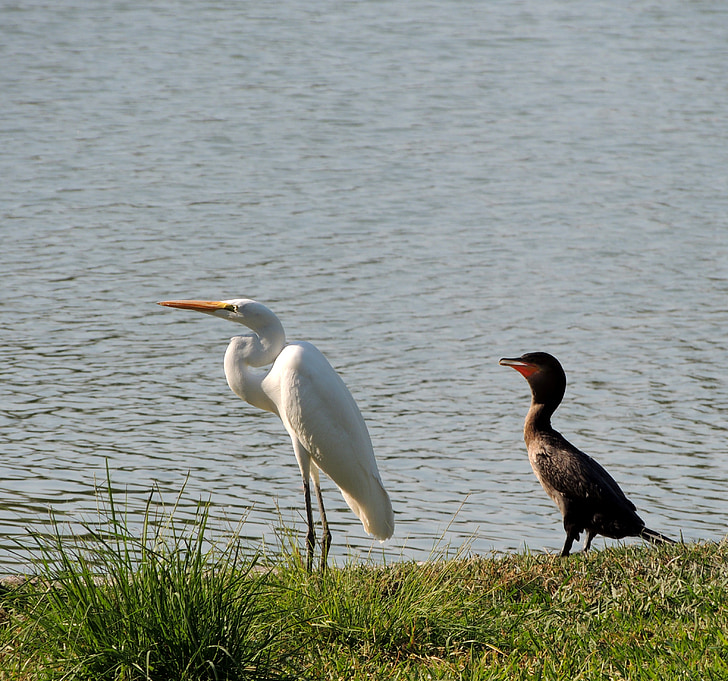 heron, birds, lake, neotropic cormorant, bird, nature, animal