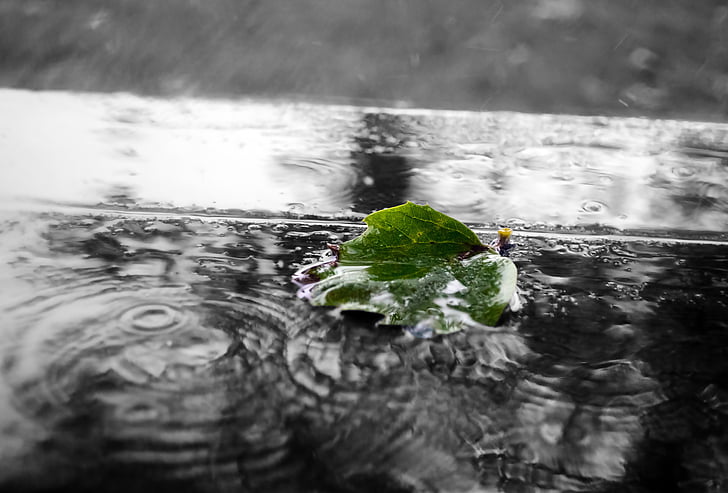 Zelená, Leaf, Príroda, makro, kaluže, dážď, kvapky dažďa