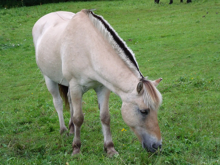 con ngựa, đồng cỏ, Prato, Na Uy