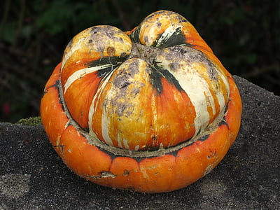pumpkin, gourd, autumn, decoration, autumn decoration, deco, colorful