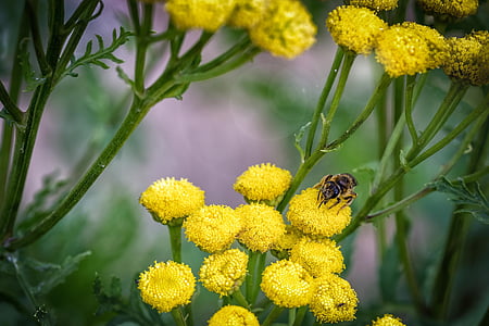 macro, cerrar, flores, abeja, naturaleza, amarillo, verde