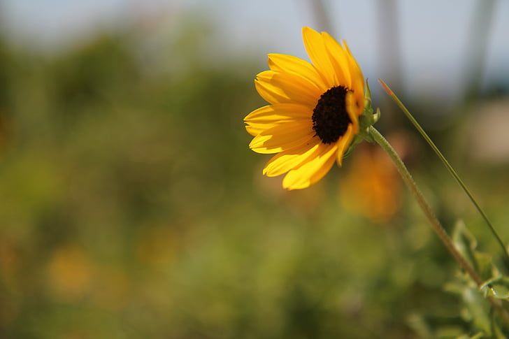 sunflower, flower, yellow, floral, natural, meadow, plant
