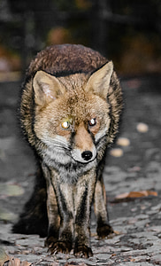 lisica, Rdeča lisica, živali, rdeča, prosto živeče živali, divje, sesalec