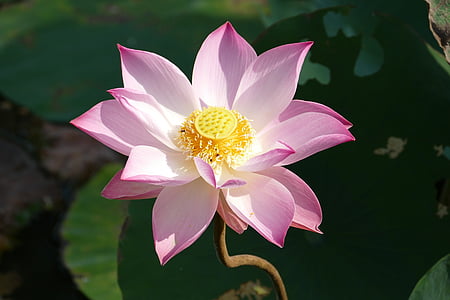 Lotus, Vietnam, Asia, tropical, Lago, estanque, Lago rosengewächs