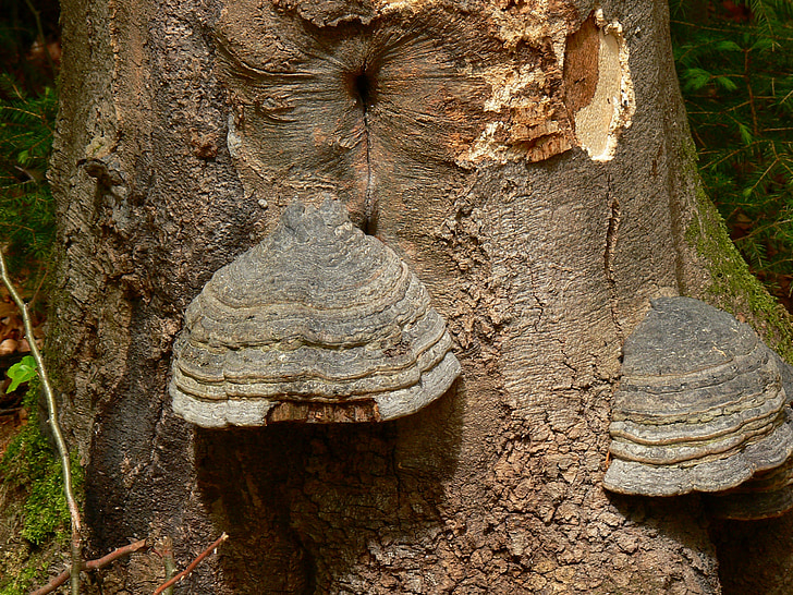 tree, mushroom, mushrooms on tree, tree fungus, nature