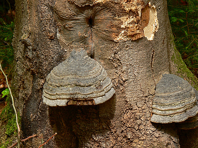 arbre, champignon, champignons sur l’arbre, champignon de l’arbre, nature
