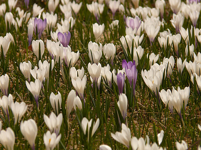 Krokus, Frühlings-Krokus, Alpine Krokus, Blume, Flora, Bloom, Natur