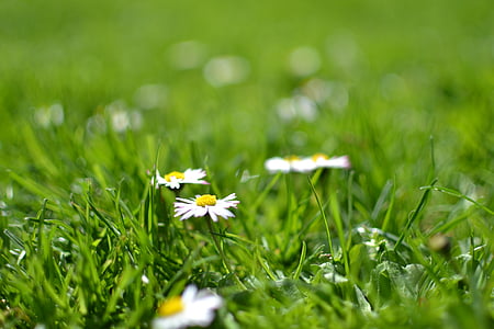 bloom, blossom, daisies, flora, flowers, grass, lawn
