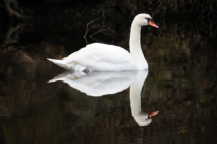 swan, noble, water
