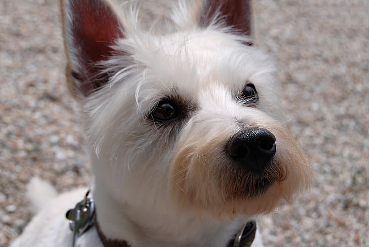 dog, terrier, west, hybrid, white, attention, cute