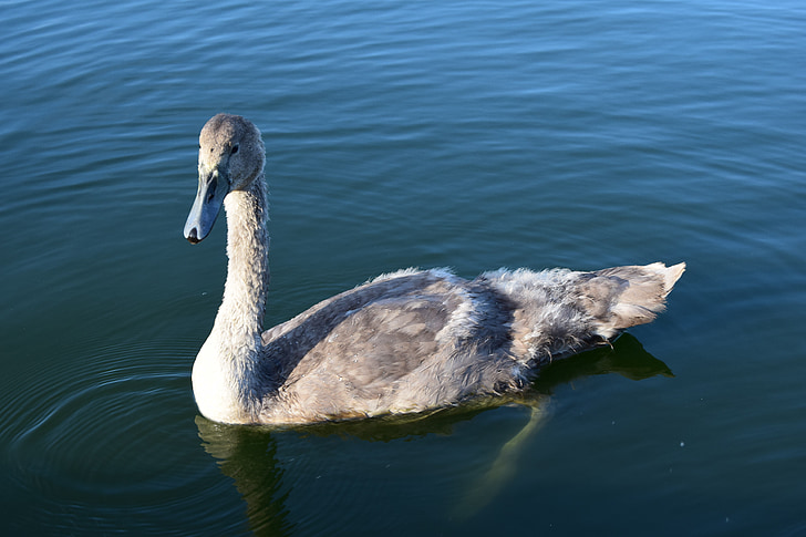 cygnet, swan, lake, milton keynes, wildlife, fauna, nature
