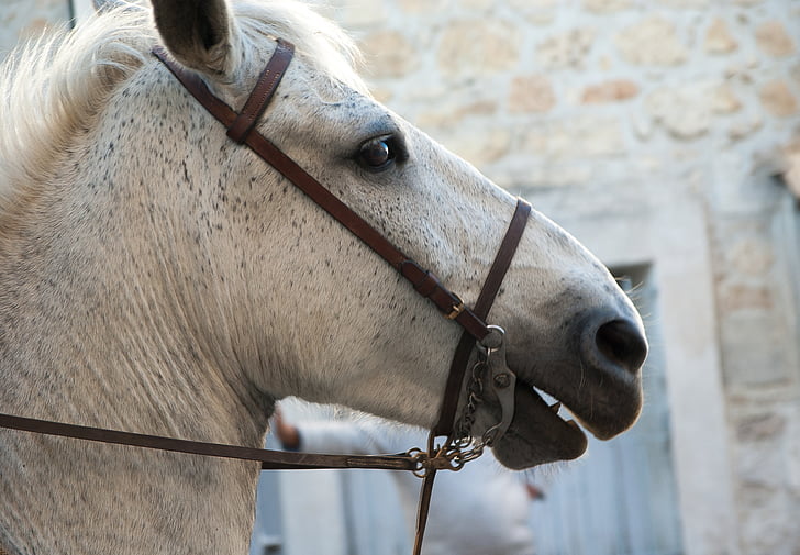 cavallo, Camargue, gara di Camargue, Feria