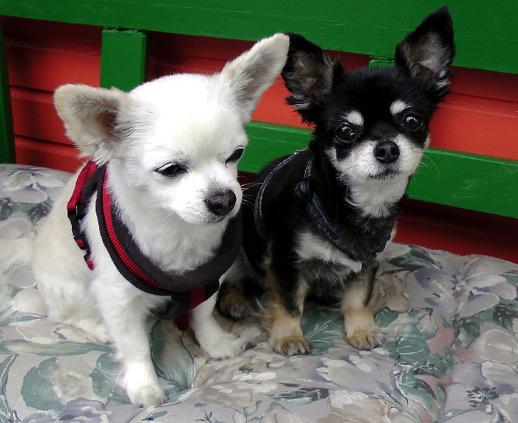 Chihuahua, kutya pár háziállat, fekete, fehér