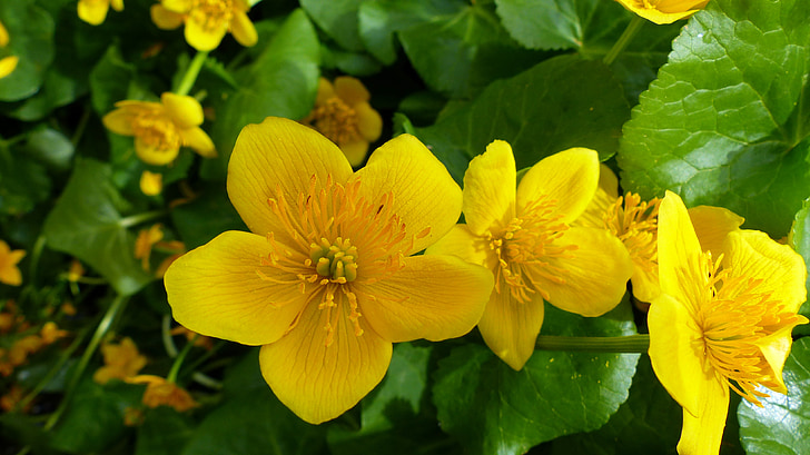 kwiaty, Natura, makro, wiosna, żółty, żółte kwiaty, ogród