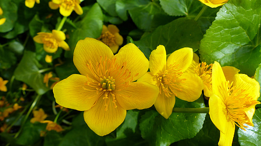 květiny, Příroda, makro, jaro, žlutá, žluté květy, zahrada