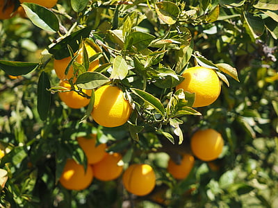appelsiner, frugter, orange træ, citrusfrugter, træ, blade, æstetiske