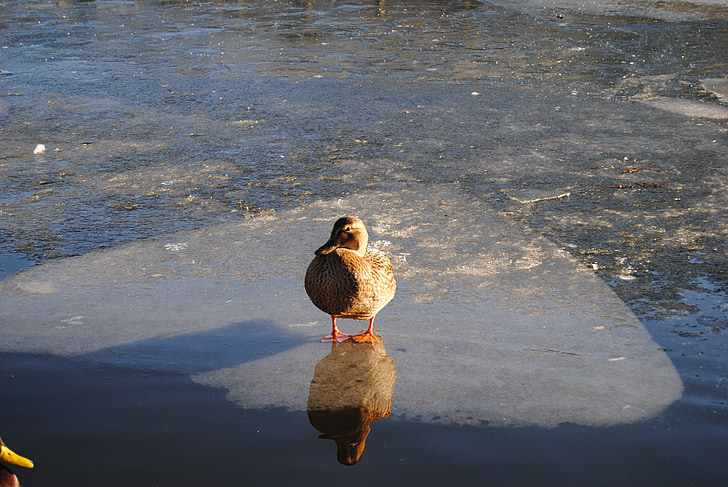 pato, reflexión, hielo, agua, naturaleza, frío, invierno