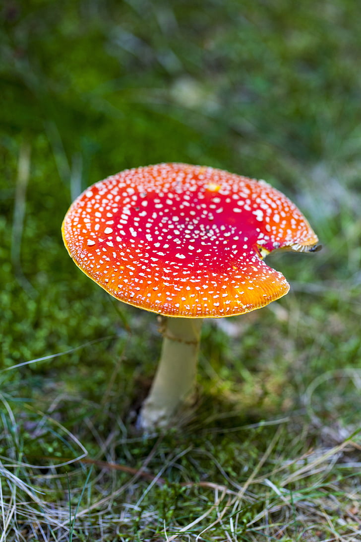 Amanita muscaria, toksyczne, dzikie mushroom