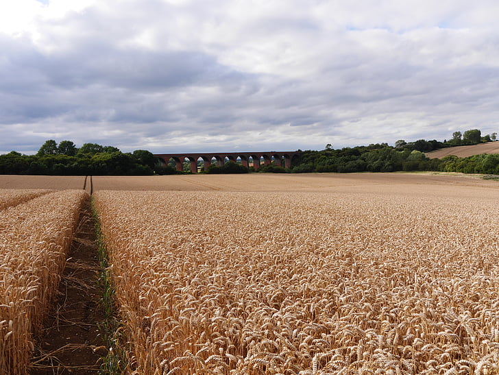 camp de blat de moro de Leicestershire, camí que condueix a viaducte ferroviari, anglès finals d'estiu