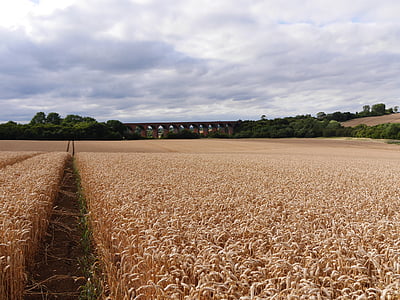 Leicestershire maissi kenttä, polku johtaa rautateiden maasilta, Englanti loppukesästä