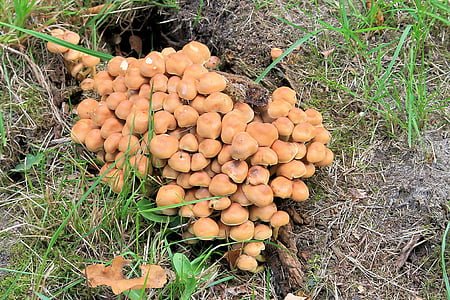 mushrooms, forest, forest floor, autumn, nature, moist, food