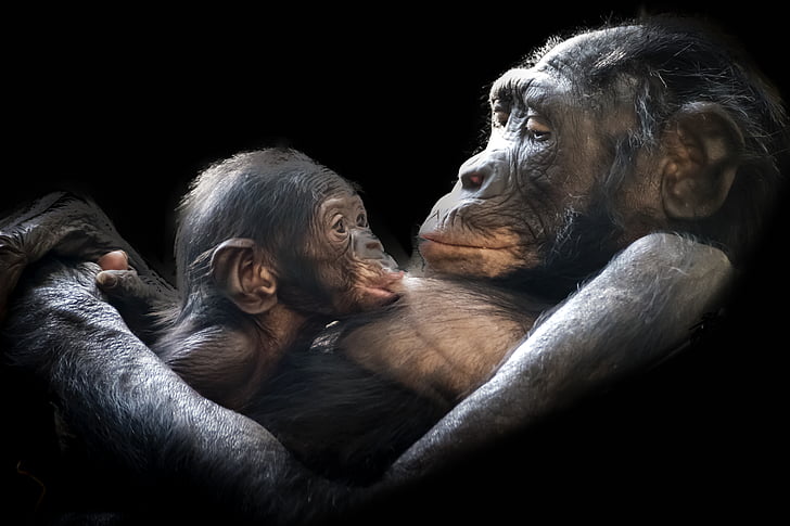 khỉ đột, động vật có vú, trẻ, trẻ em, mẹ, Dam, trẻ sơ sinh