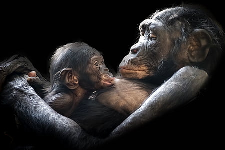 gorillas, zīdītāji, jaunais, bērnu, māte, dambis, zīdainim